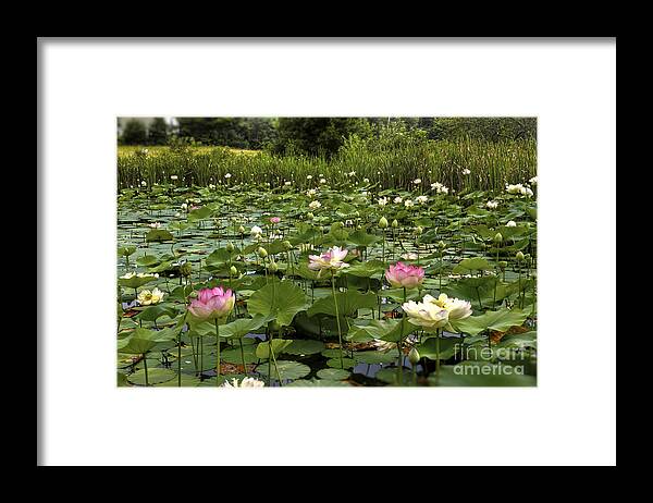 Lotus Framed Print featuring the photograph Quiet He's Coming by Brenda Giasson