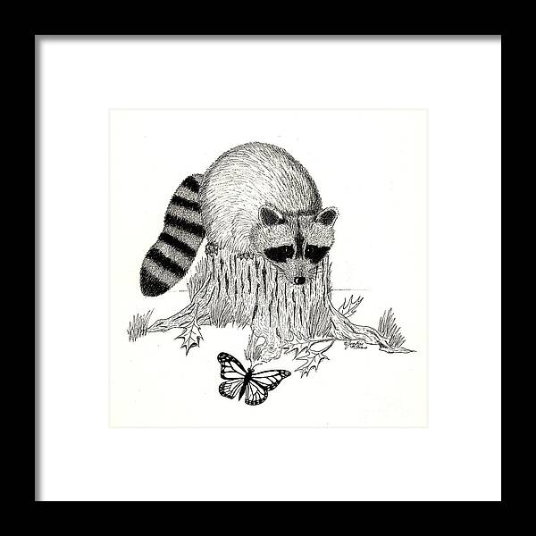 Raccoon Framed Print featuring the drawing Raccoon and Monarch by Jackie Irwin