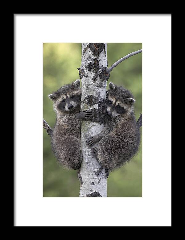 00176521 Framed Print featuring the photograph Raccoon Two Babies Climbing Tree North by Tim Fitzharris
