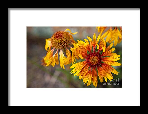 Blanketflowers Framed Print featuring the photograph Raggedy Ann and Andy by Barbara Schultheis