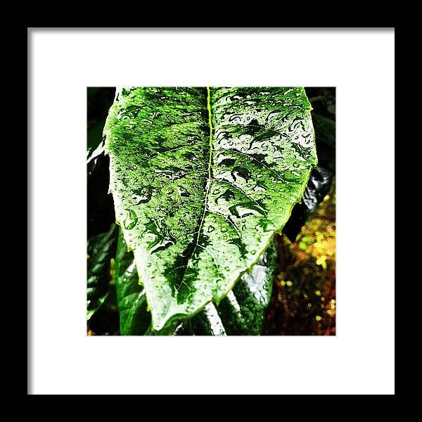 Leaf Framed Print featuring the photograph Rain Drops by Lea Ward