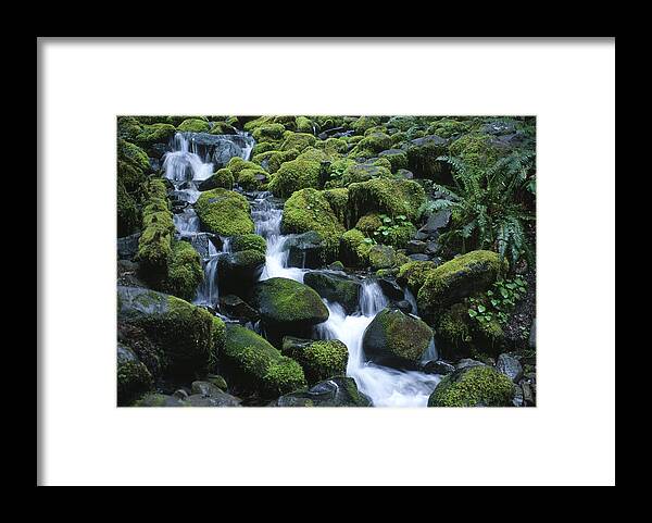 Rainforest Framed Print featuring the photograph Rain Forest Stream by Sandra Bronstein