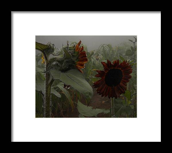 Sunflower Framed Print featuring the photograph Rain In The Sunflower Garden by Diannah Lynch