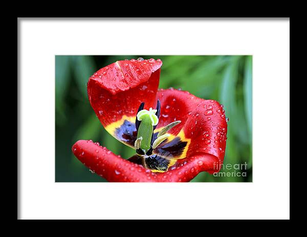 Flower Framed Print featuring the photograph Rain Kissed by Teresa Zieba