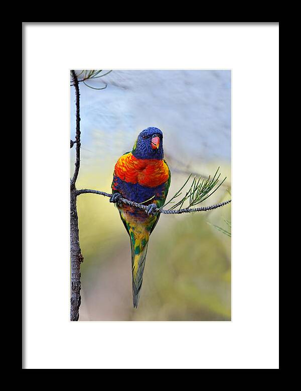 Bird Framed Print featuring the photograph Rainbow Lorikeet by Paul Svensen