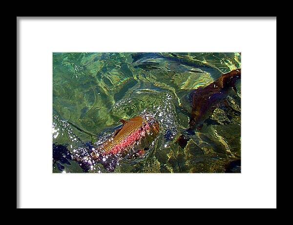  Trout Framed Print featuring the photograph Rainbow Trout on the Move by Nick Kloepping