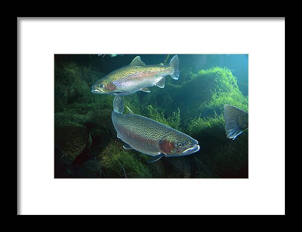 00640118 Framed Print featuring the photograph Rainbow Trout Pair by Michael Durham