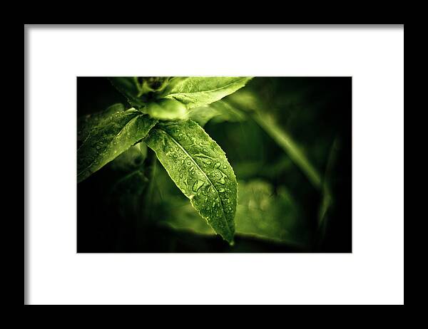 Plant Framed Print featuring the photograph Raindrops by Jason Naudi Photography