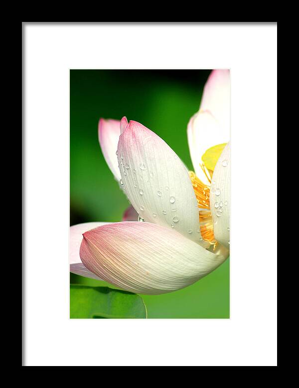 Pink Framed Print featuring the photograph Raindrops on pink lotus petals by Steeve Dubois