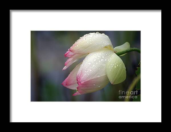 Lotus Framed Print featuring the photograph Rained Upon by Living Color Photography Lorraine Lynch