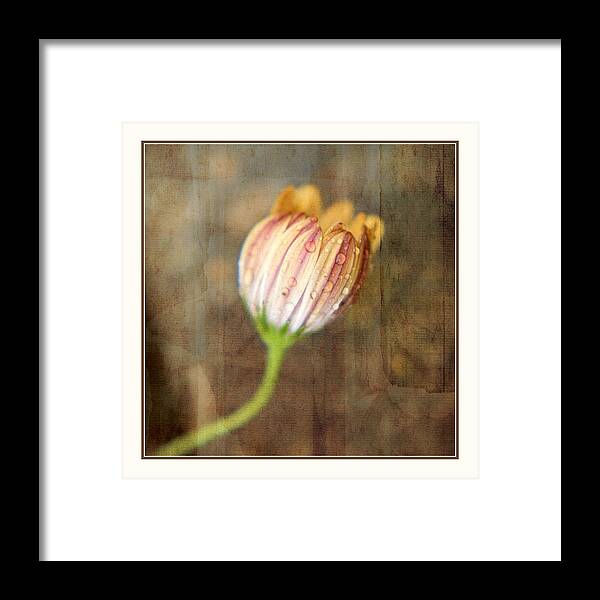 Daisy Framed Print featuring the photograph Rainy Day Daisy by Bonnie Bruno