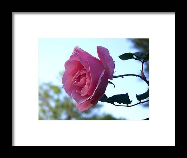 Pink Rose Framed Print featuring the photograph Reaching for Sunlight by Kathy White