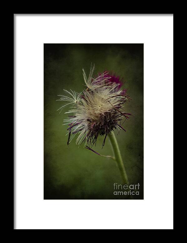 Seeds Framed Print featuring the photograph Ready to fly away... by Clare Bambers