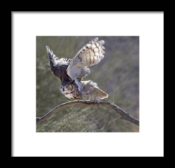 Owl Framed Print featuring the photograph Ready to Fly by Elvira Butler