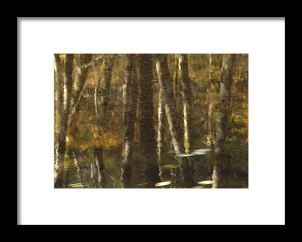 Mp Framed Print featuring the photograph Red Alder Alnus Rubra And Vine Maple by Gerry Ellis