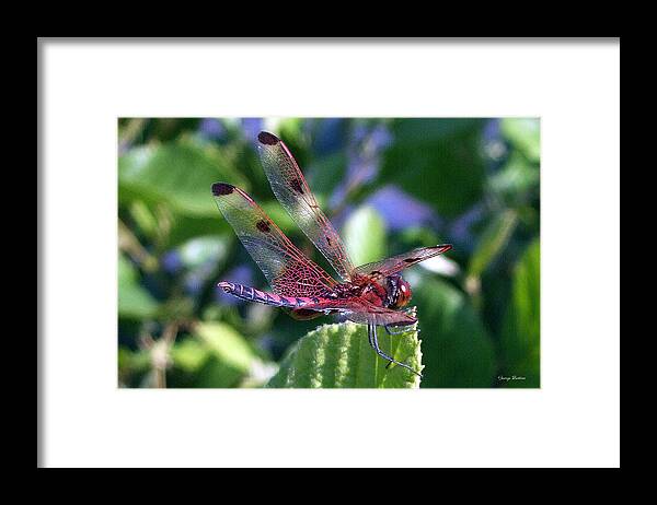 Nature Framed Print featuring the photograph Red and Black Dragonfly by George Bostian