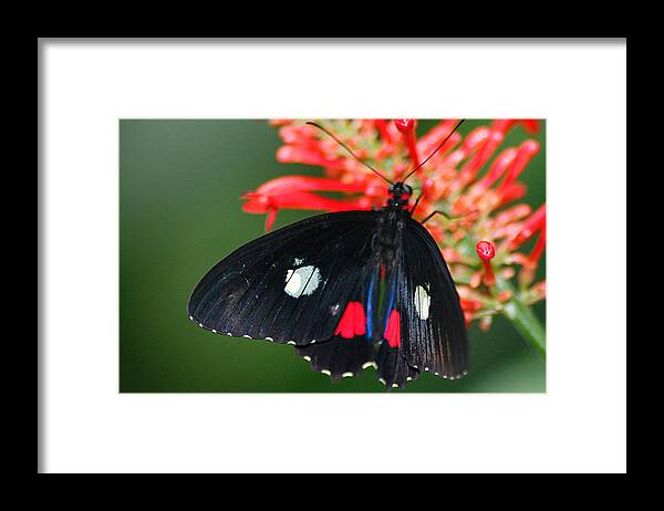 Hovind Framed Print featuring the photograph Red and White Spots by Scott Hovind