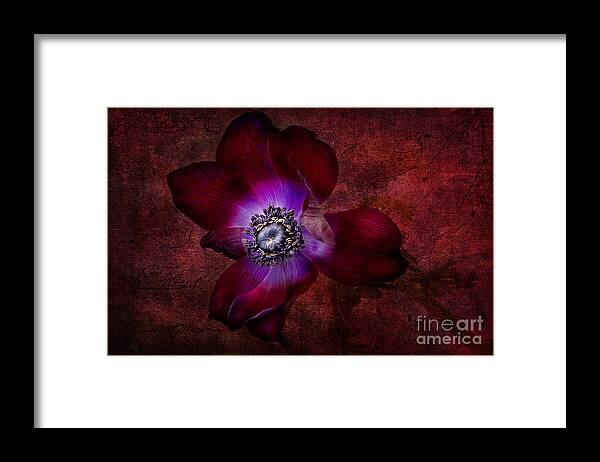 Anemone Framed Print featuring the photograph Red Anemone by Ann Garrett