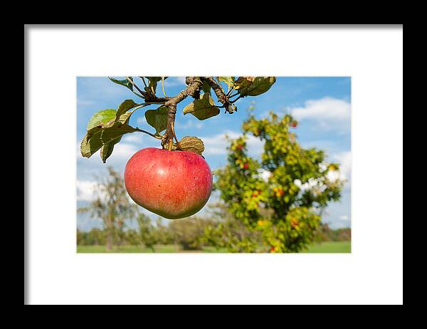 Apple Framed Print featuring the photograph Red apple on branch of tree by Matthias Hauser