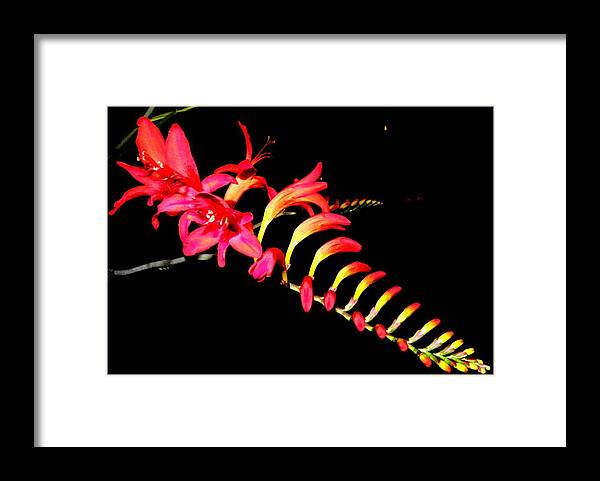 Red Framed Print featuring the photograph Red Beauty by Kim Galluzzo Wozniak