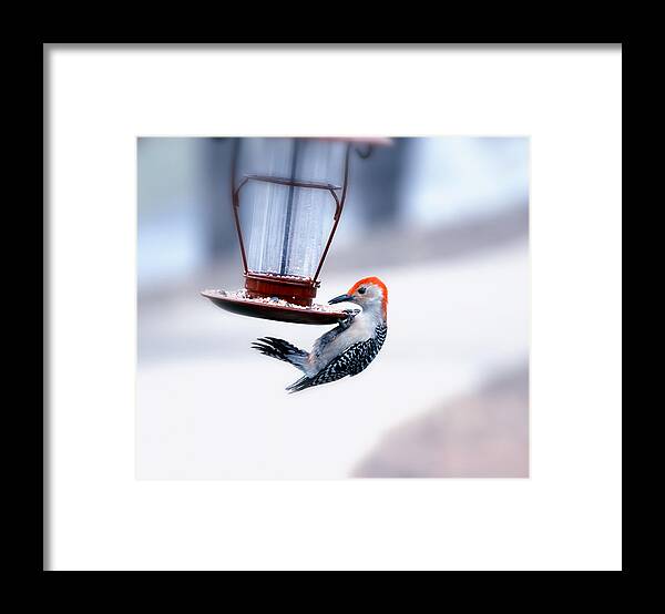 Bird Framed Print featuring the photograph Red-Bellied on Feeder by Bill and Linda Tiepelman