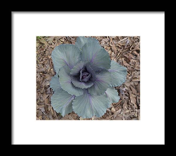 Plant Framed Print featuring the photograph Red Cabbage by Donna Brown