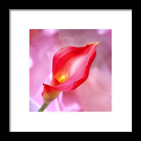 Red Calla Lily Framed Print featuring the photograph Red Calla Lily by Mike McGlothlen