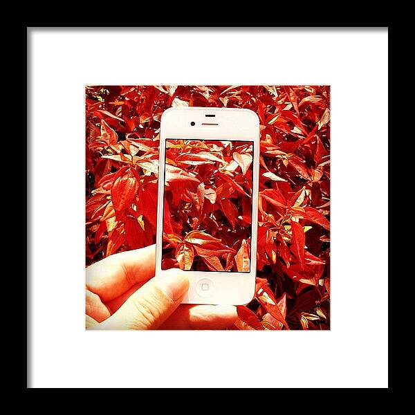 Instacanvas Framed Print featuring the photograph Red by Cameron Bentley