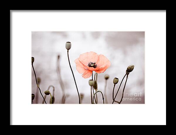 Poppy Framed Print featuring the photograph Red Corn Poppy Flowers 01 by Nailia Schwarz