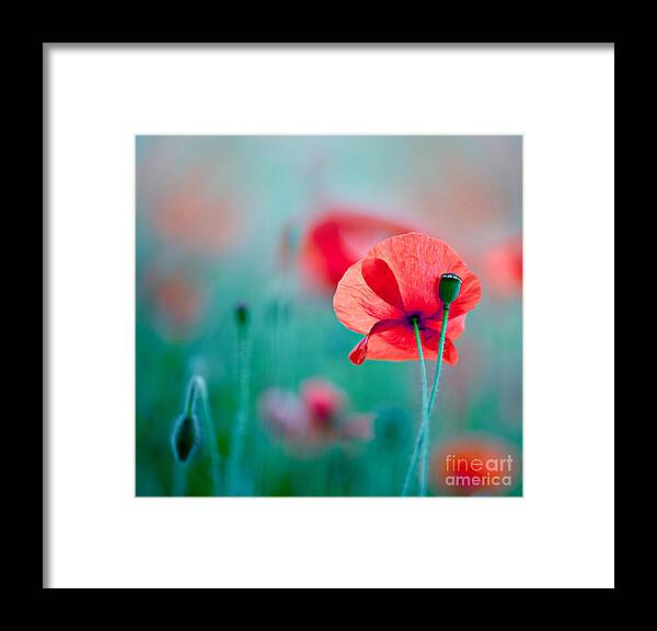 Poppy Framed Print featuring the photograph Red Corn Poppy Flowers 04 by Nailia Schwarz