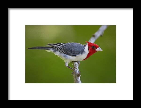 Mp Framed Print featuring the photograph Red-crested Cardinal Paroaria Coronata by Pete Oxford