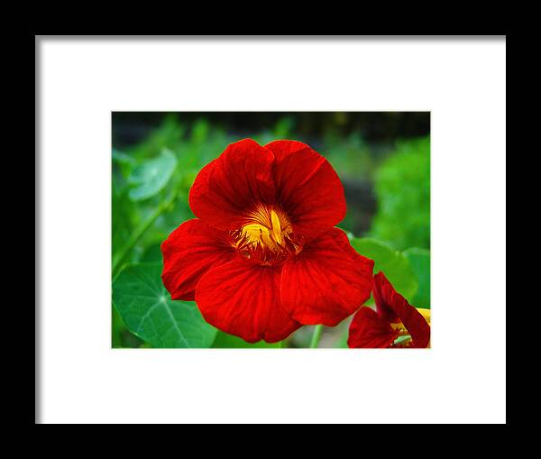Red Framed Print featuring the photograph Red Daylily by Bill Barber