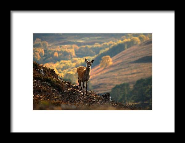 Red Deer Calf Framed Print featuring the photograph Red deer calf by Gavin Macrae