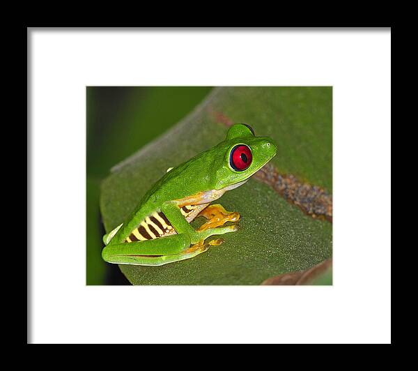Costa Rica Framed Print featuring the photograph Red-eyed Leaf Frog by Tony Beck