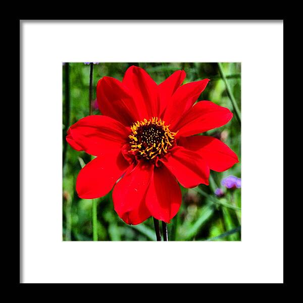 Red Framed Print featuring the photograph Red flower by Luisa Azzolini