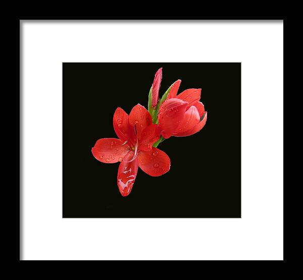Flower Framed Print featuring the photograph Red Flower by Lynn Bolt