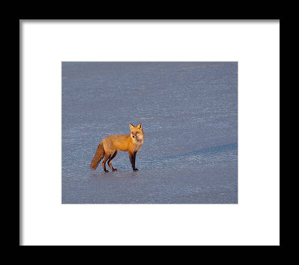 Avocet Framed Print featuring the photograph Red Fox At Sunrise by Craig Leaper