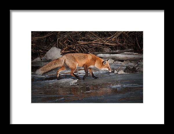 Animals Framed Print featuring the photograph Red Fox Crossing by Craig Leaper