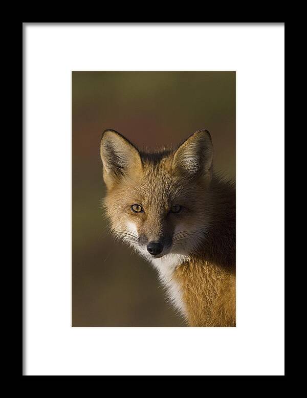 Mp Framed Print featuring the photograph Red Fox Vulpes Vulpes Portrait, Alaska by Michael Quinton