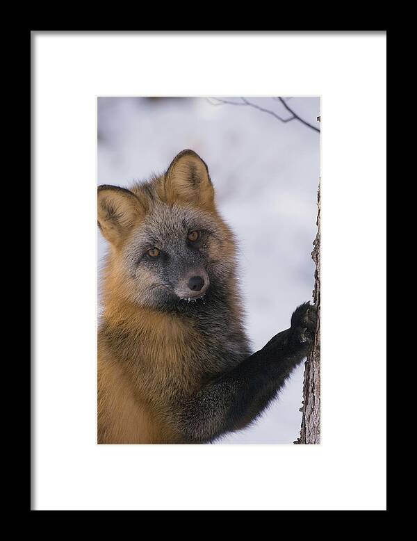 Mp Framed Print featuring the photograph Red Fox Vulpes Vulpes Scratching Tree by Michael Quinton