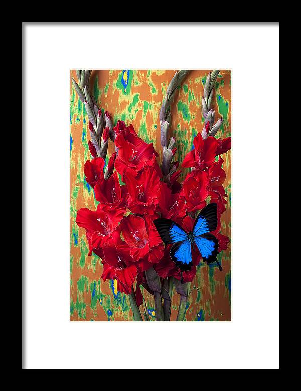 Red Framed Print featuring the photograph Red Gladiolus and blue butterfly by Garry Gay