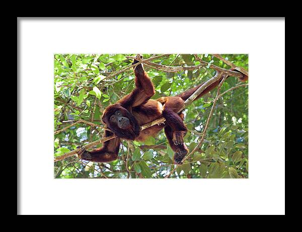 Mp Framed Print featuring the photograph Red Howler Monkey Alouatta Seniculus by Konrad Wothe