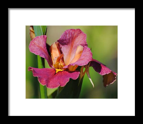 Beautiful Framed Print featuring the photograph Red Iris by Jai Johnson