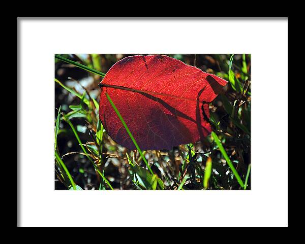 Leaf Framed Print featuring the photograph Red Leaf on Green by Jeffrey Platt
