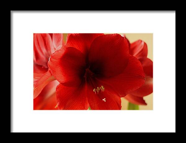 Red Lion Framed Print featuring the photograph Red Lion Amaryllis by Christopher J Kirby