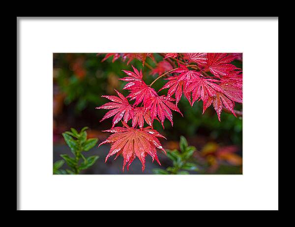 Maple Tree Framed Print featuring the photograph Red Maple Season by Ken Stanback