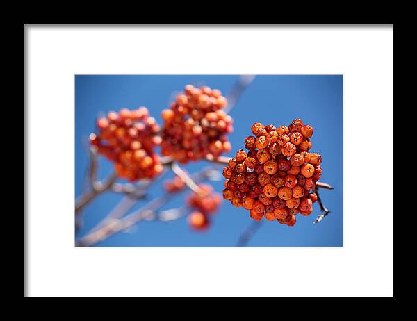 Orange Berries Framed Print featuring the photograph Red Orange Blue by April Reppucci