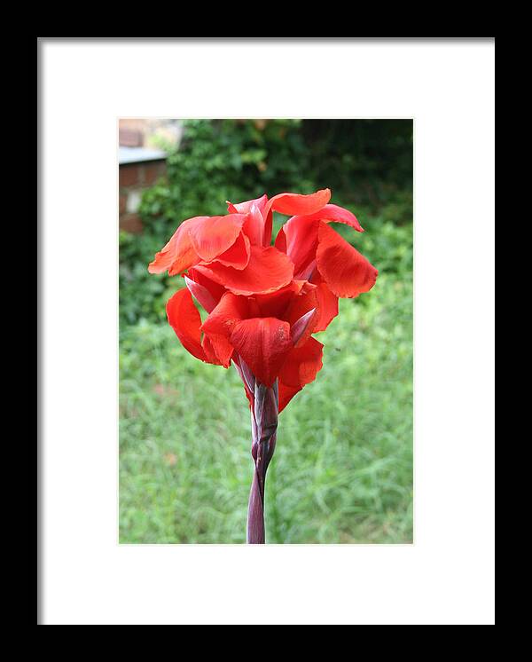 Red Framed Print featuring the photograph Red Pose by Mike Ivey