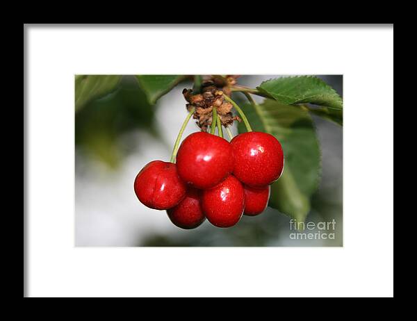 Red Framed Print featuring the photograph Red Ripe Cherries by Joan McArthur