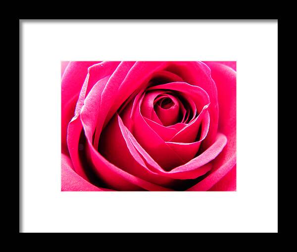 Rose Framed Print featuring the photograph Red Rose Macro by Sandi OReilly